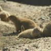 Prairie Dog