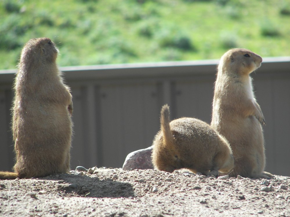 Prairie Dog