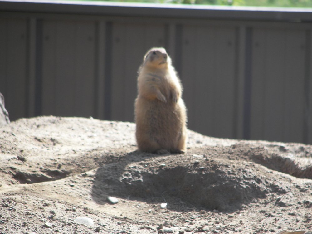 Prairie Dog