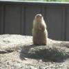 Prairie Dog