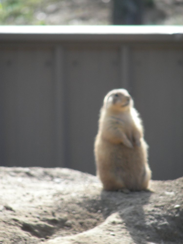 Prairie Dog