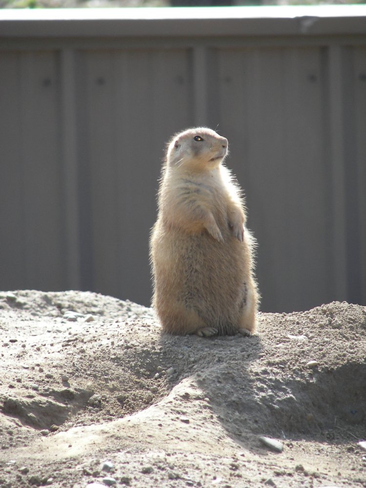 Prairie Dog