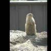 Prairie Dog