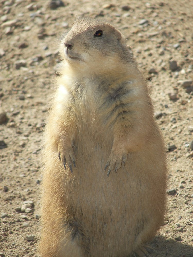 Prairie Dog