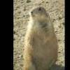Prairie Dog