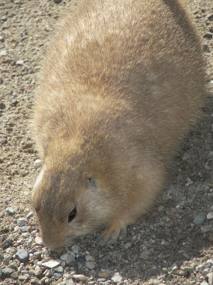 Prairie Dog