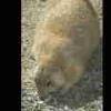 Prairie Dog