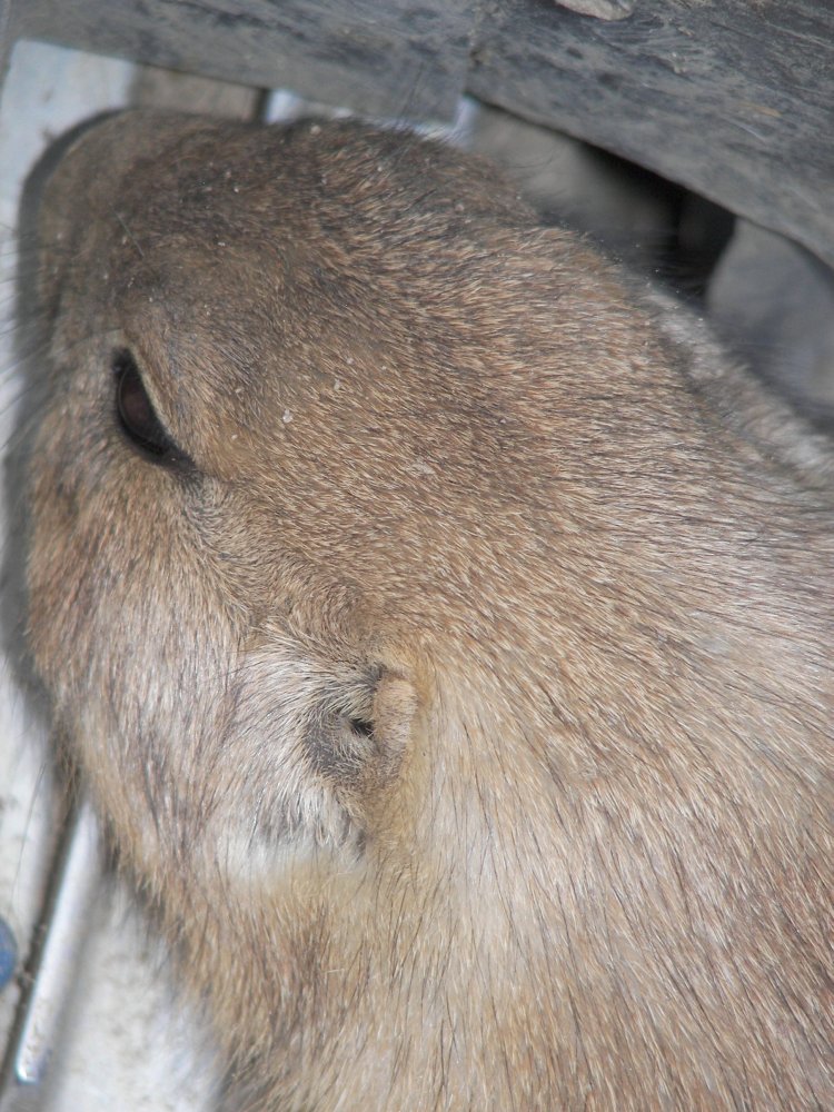 Prairie Dog