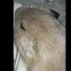 Prairie Dog