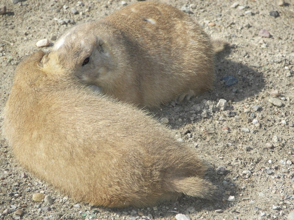 Prairie Dog