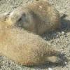 Prairie Dog