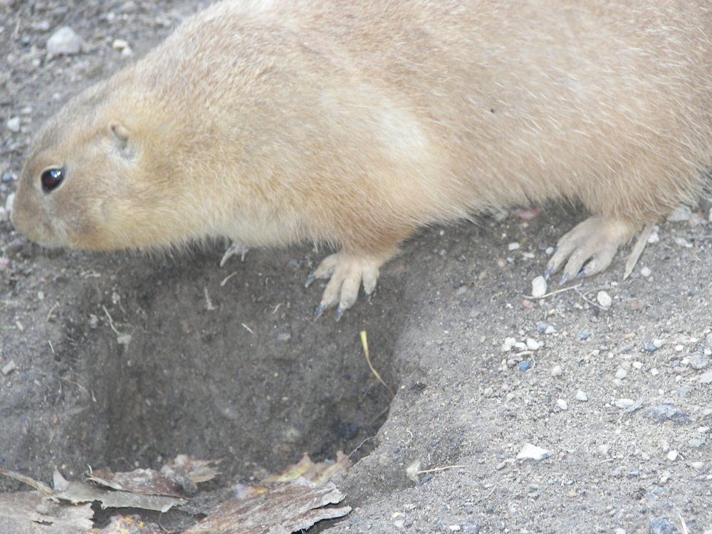 Prairie Dog