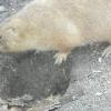 Prairie Dog