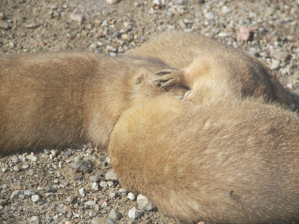 Prairie Dog