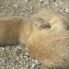 Prairie Dog