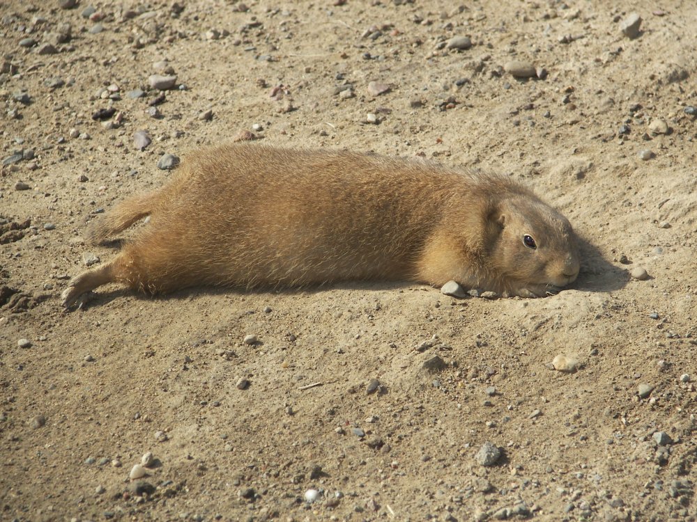 Prairie Dog