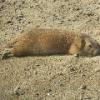 Prairie Dog
