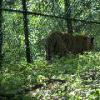 Amur Tiger