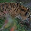 Amur Tiger
