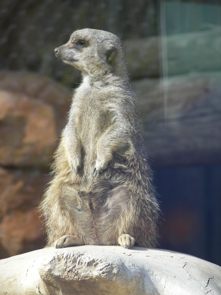 Meerkat