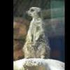 Meerkat