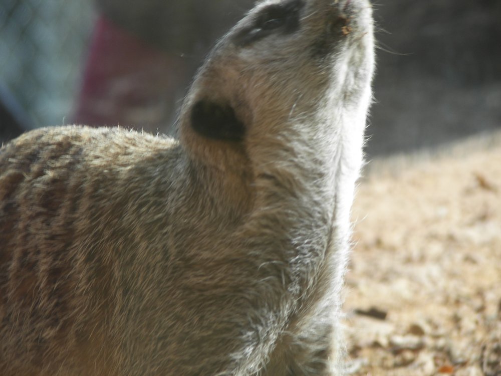 Meerkat