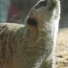 Meerkat