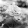 img08162021_180_stitch