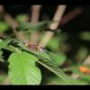 IMG_0001
