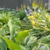 Loring Park Flower Bed