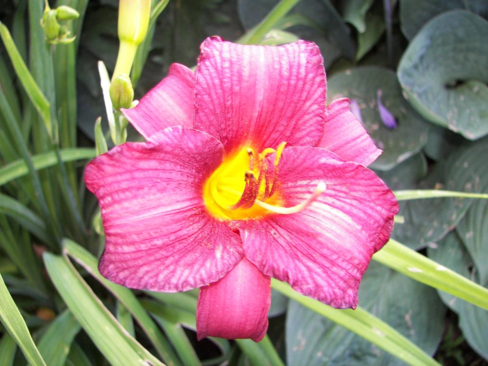 Loring Park Flower Bed