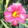Loring Park Flower Bed