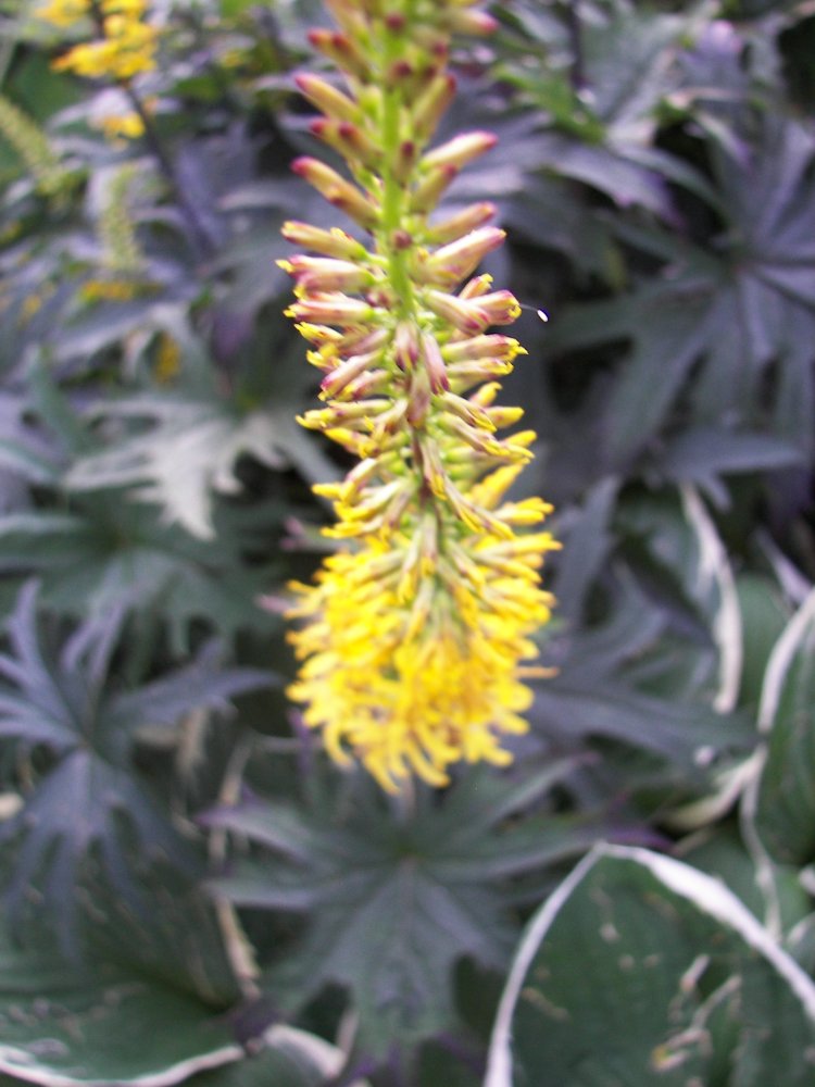 Loring Park Flower Bed