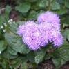 Loring Park Flower Bed