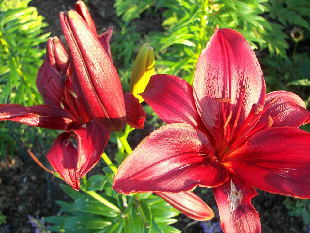 Loring Park Flower Bed