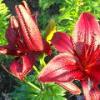 Loring Park Flower Bed
