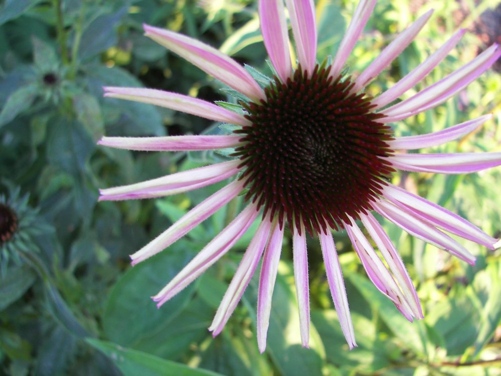 Loring Park Flower Bed