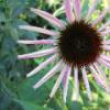 Loring Park Flower Bed