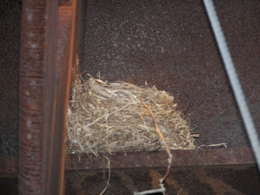 Bird Nest on Arikidea