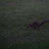 Squirrel!!!