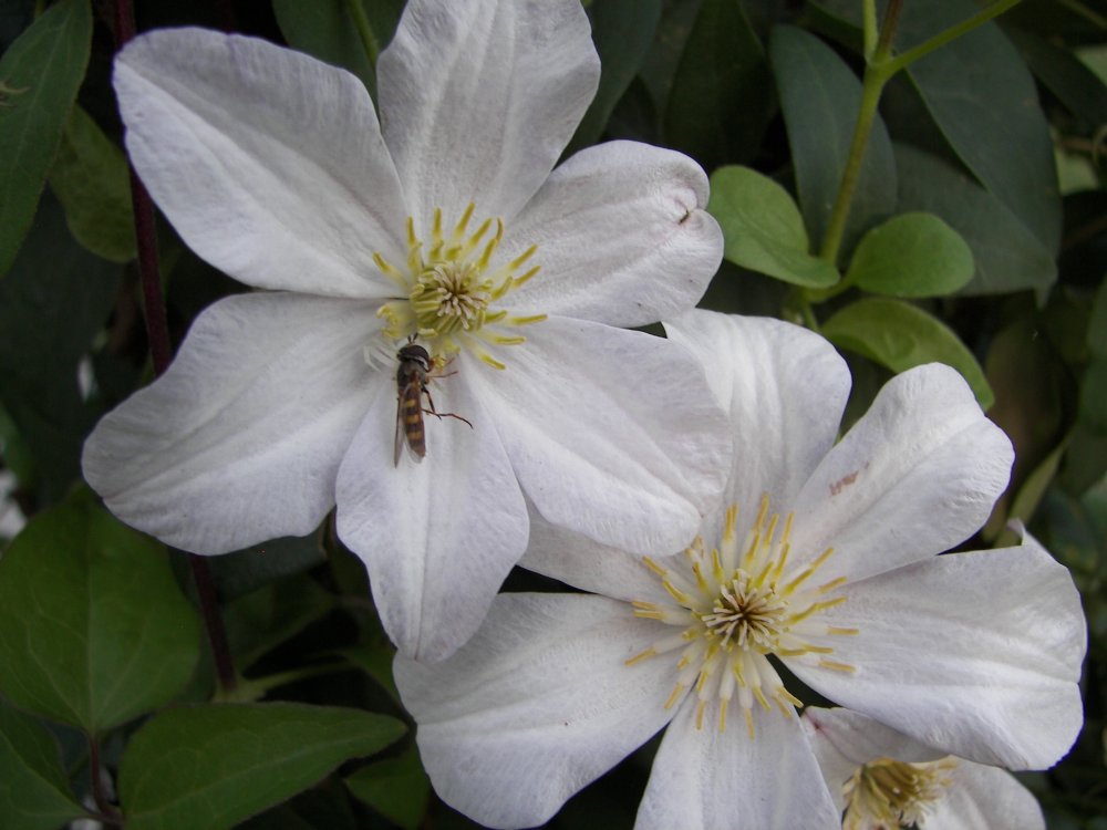 Flowers with Bee