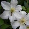 Flowers with Bee