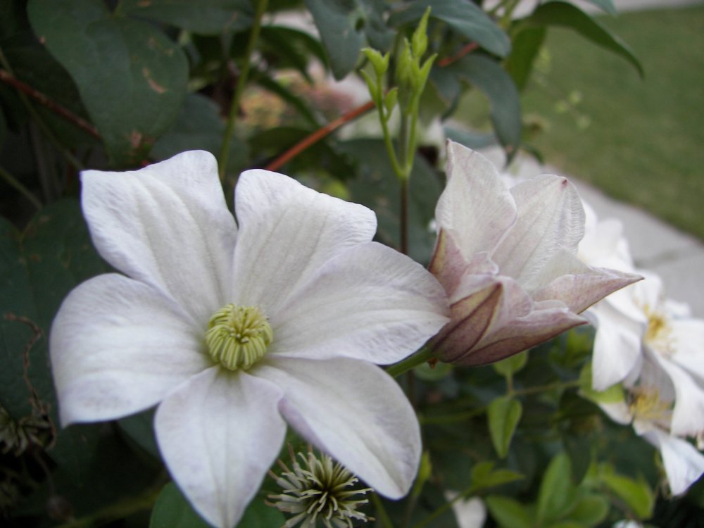 Flowers