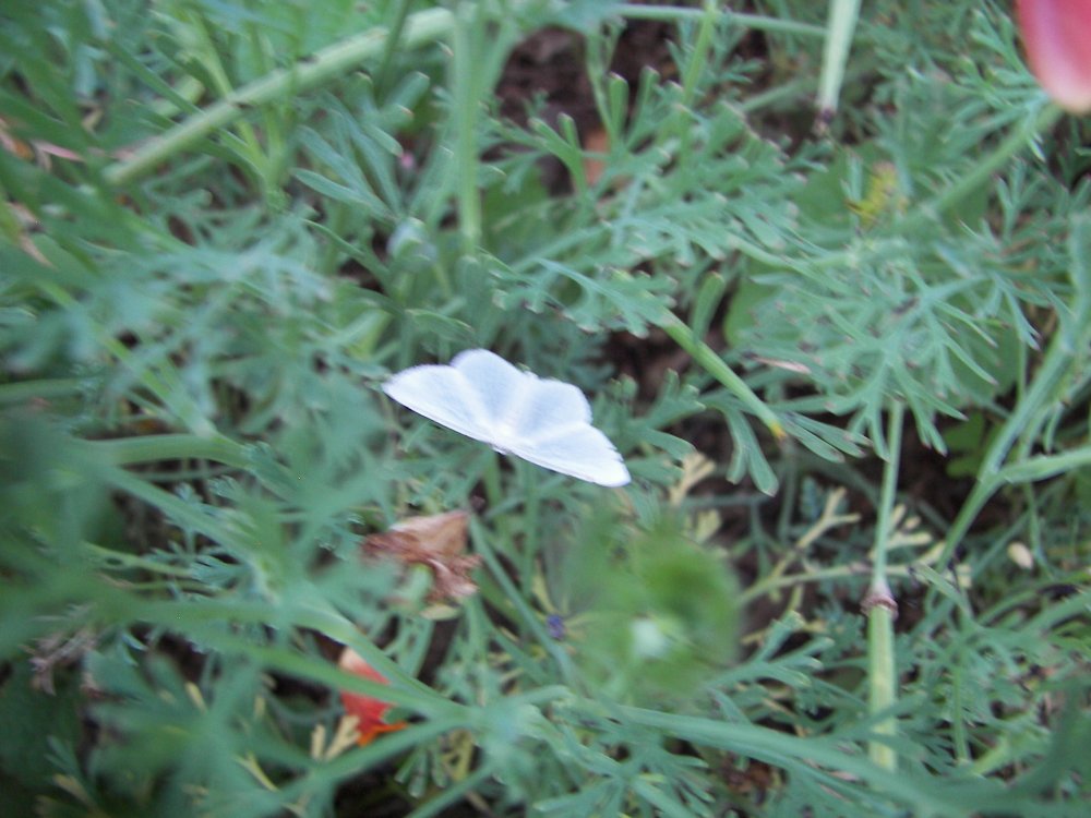 Moth in Flowers