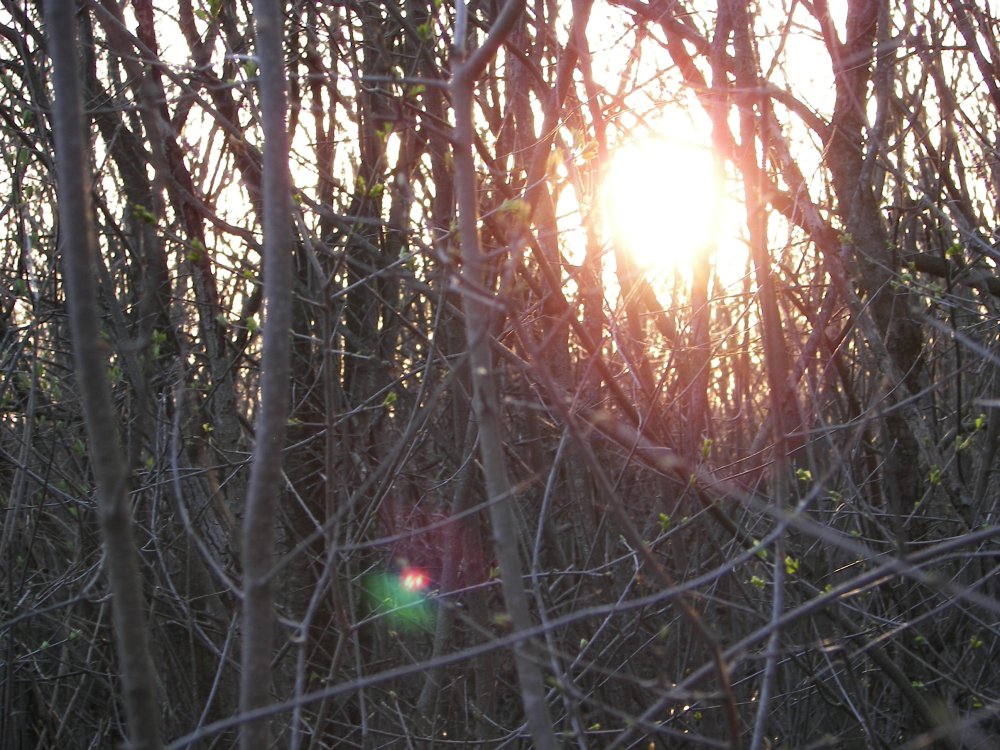 Sunset through woods