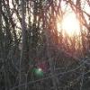 Sunset through woods