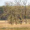 Cluster of Trees