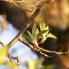 Leaves budding