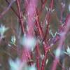 Budding branches