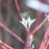 Budding Branches